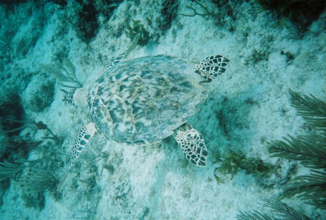 r11312.jpg