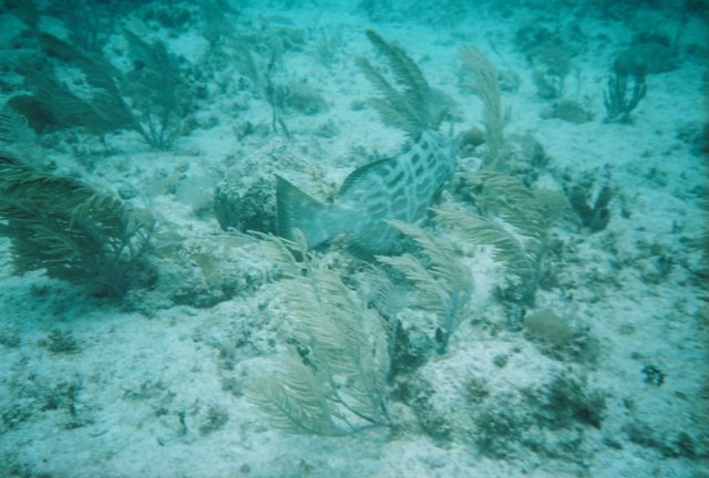 r11413.jpg
