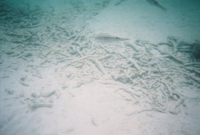 r12524.jpg