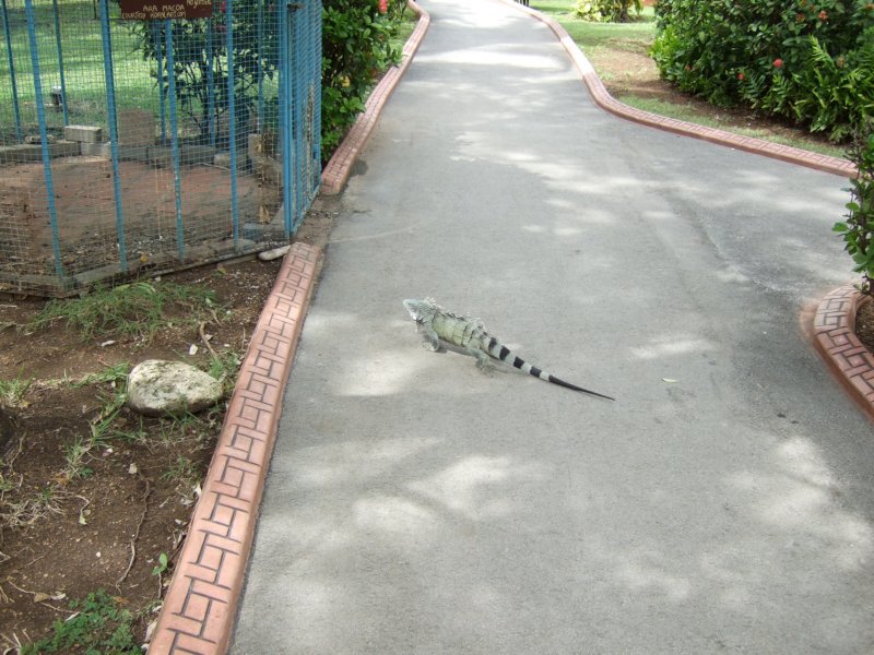 iguana2.jpg