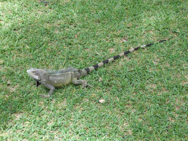 iguana4.jpg