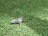 iguana7_small.jpg