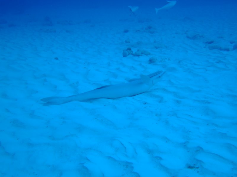 dscf8583.jpg