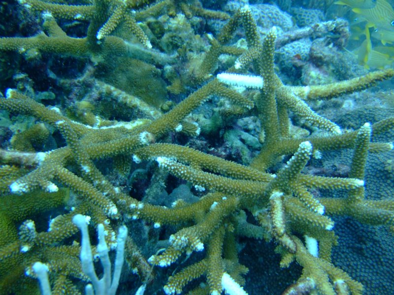 antlercoral.jpg