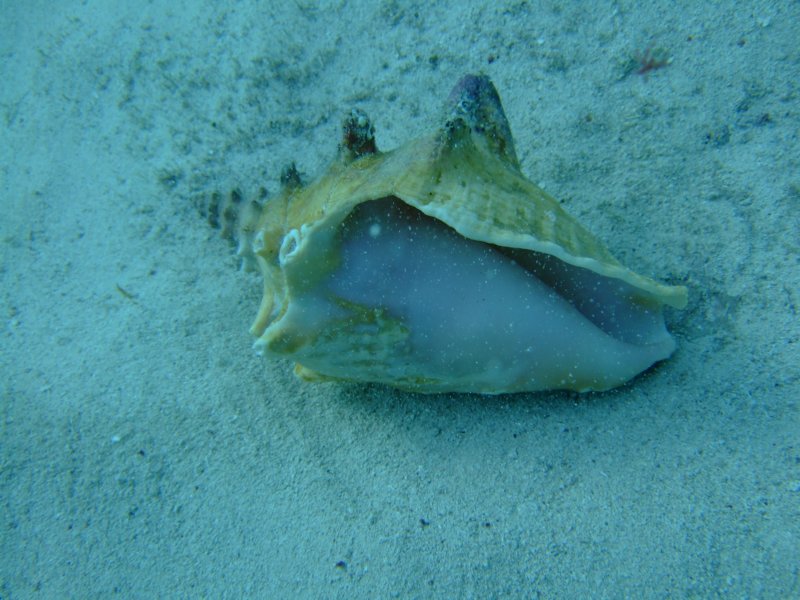 dscf8261.jpg