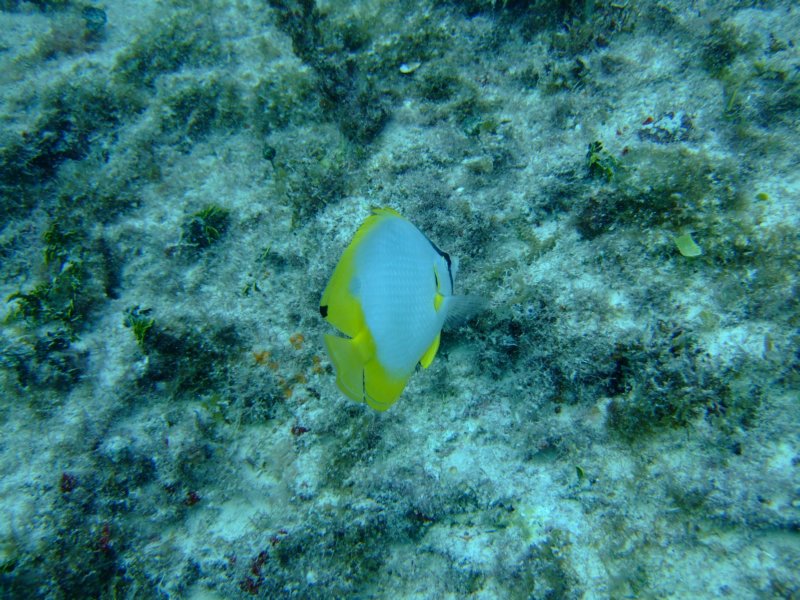 dscf8264.jpg