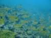 dscf8268_small.jpg