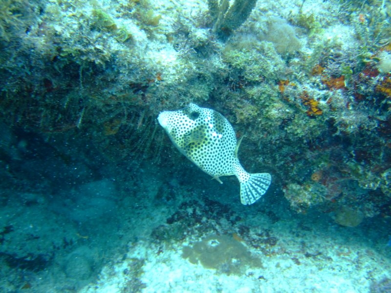 dscf8271.jpg