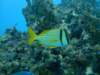 dscf8275_small.jpg