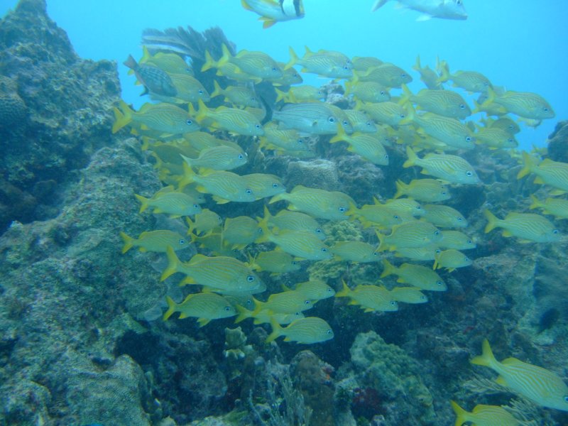 dscf8295.jpg