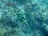 dscf8297_small.jpg