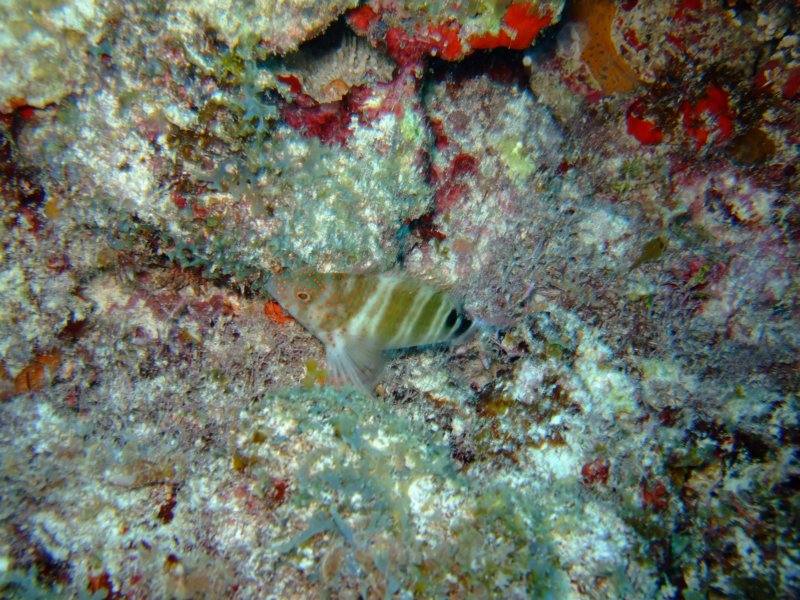 dscf8309.jpg