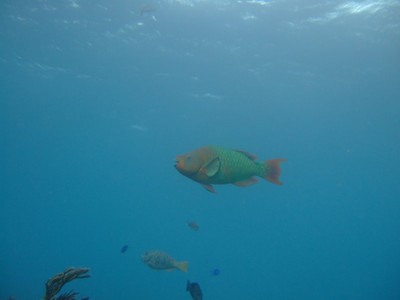 giantparrtofish2.jpg