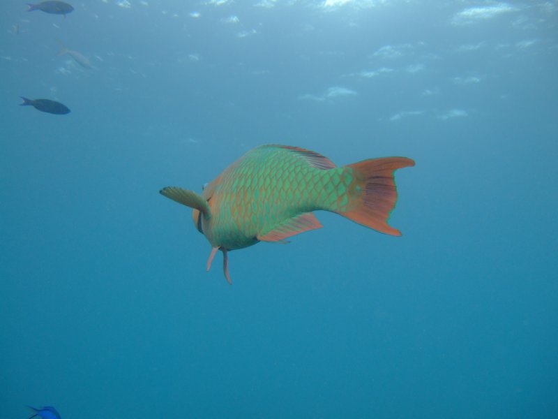 giantparrtofish3.jpg