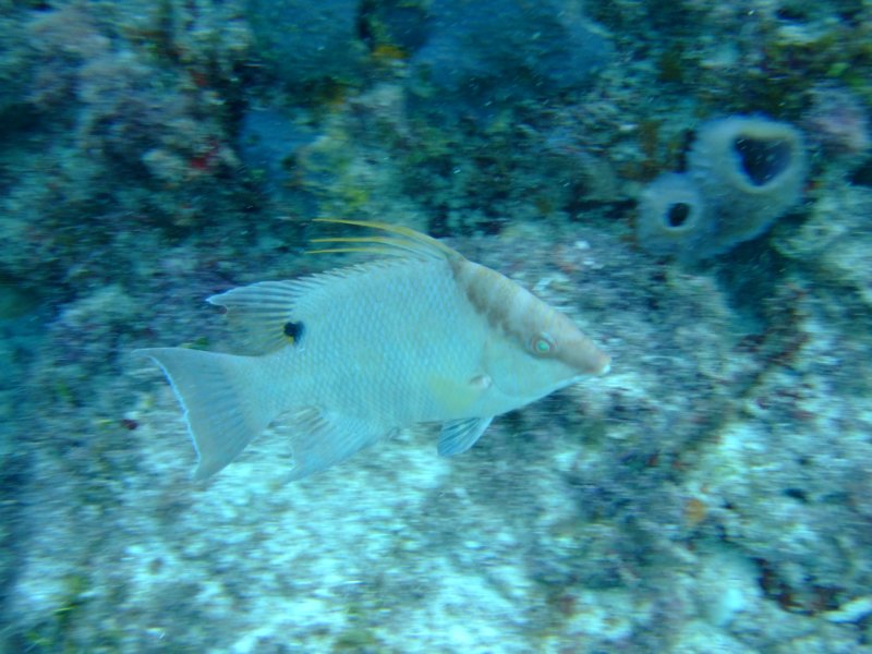 hogfish.jpg