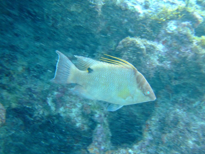 hogfish2.jpg