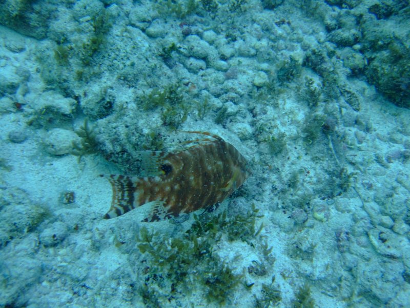 hogfish3.jpg