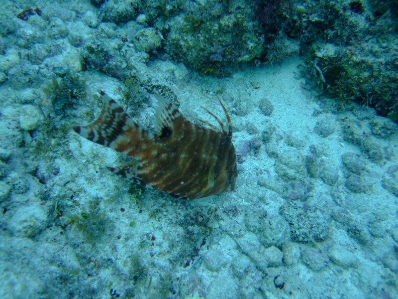 hogfish4.jpg