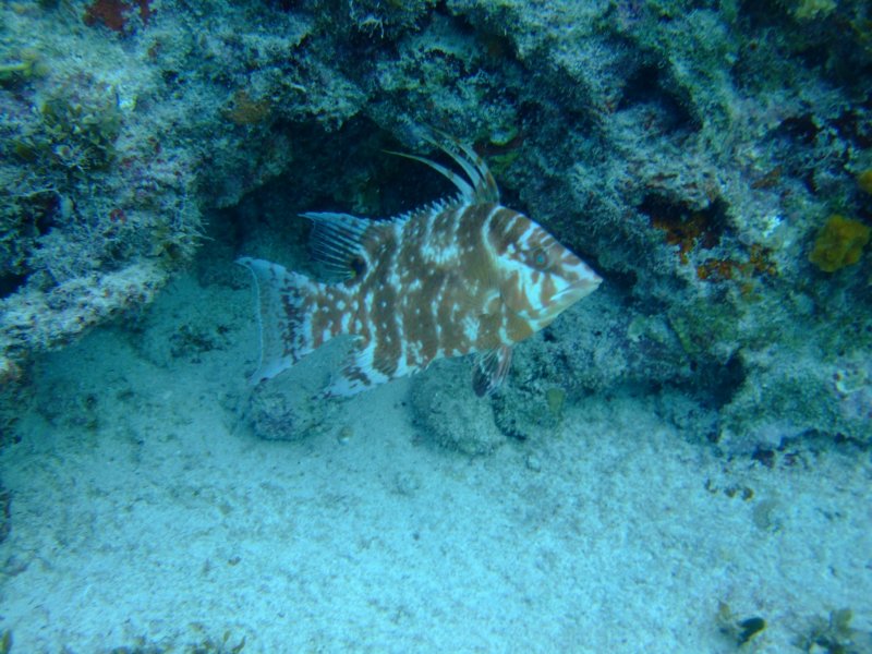 hogfish6.jpg