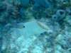 hogfish_small.jpg