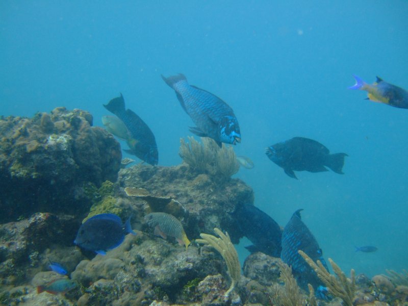 Midnight Parrotfish midnightparrotfish.jpg