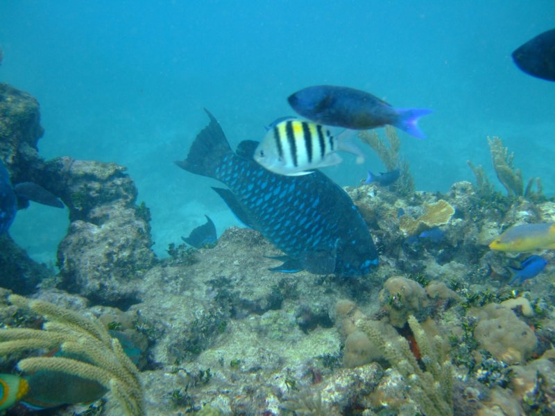 midnightparrotfish2.jpg