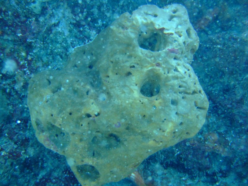 dscf8338.jpg