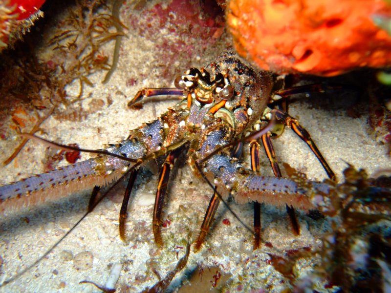 lobster9.jpg