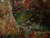 moray3_small.jpg