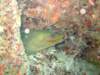 moray4_small.jpg