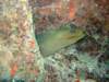 moray5_small.jpg