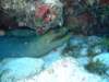 moray7_small.jpg
