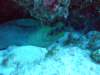 moray8_small.jpg
