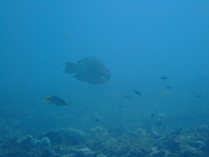 parrotfish.jpg