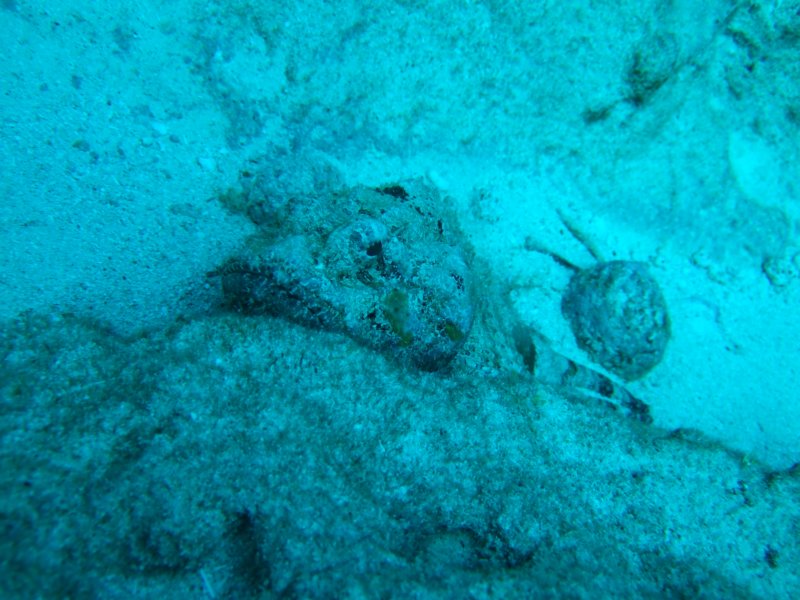 scorpionfish10.jpg