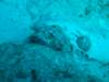 scorpionfish10_small.jpg