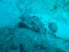 scorpionfish10_small.jpg