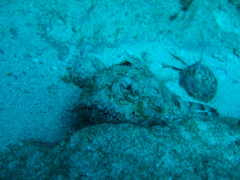 scorpionfish11.jpg
