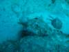 scorpionfish11_small.jpg