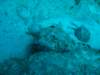 scorpionfish11_small.jpg