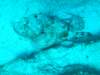 scorpionfish12_small.jpg