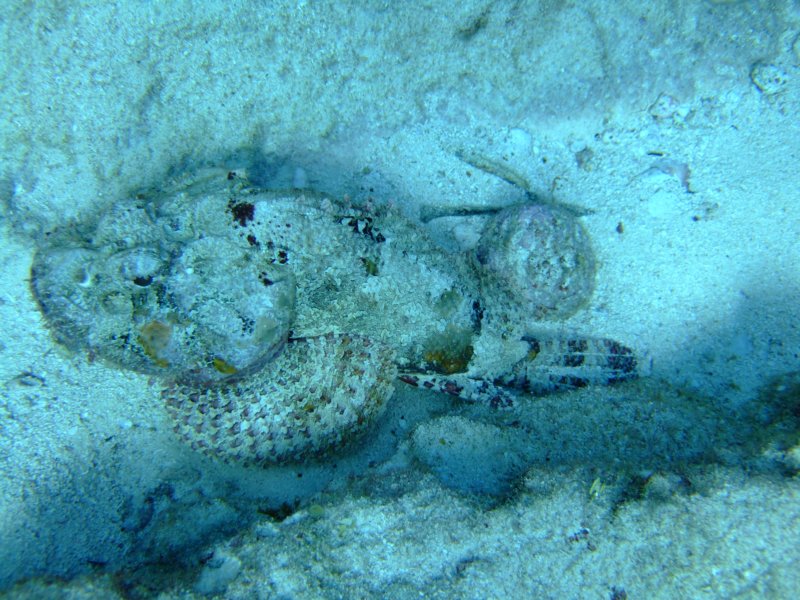 scorpionfish13.jpg