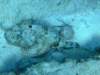 scorpionfish13_small.jpg
