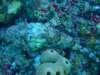scorpionfish2_small.jpg
