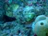 scorpionfish4_small.jpg