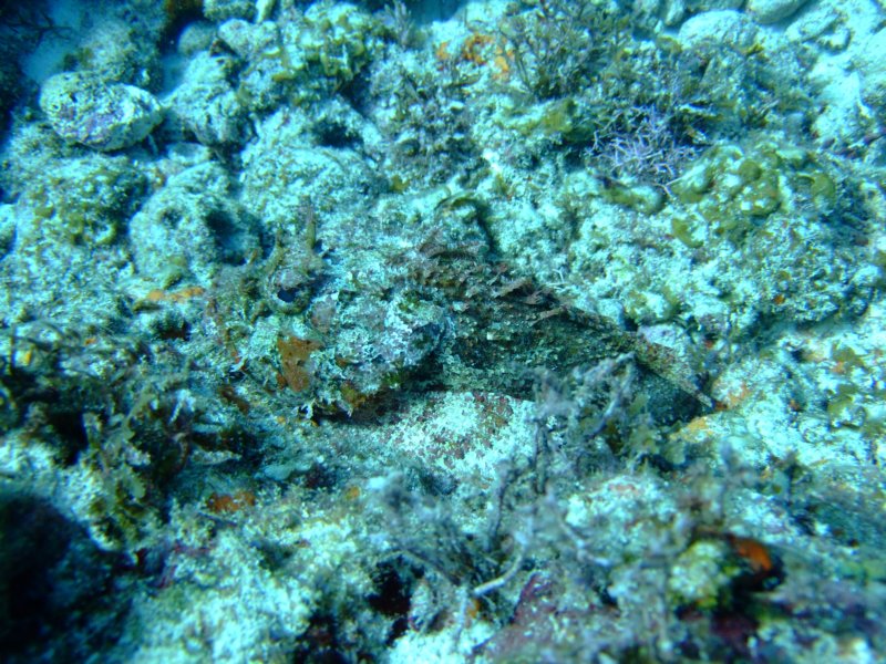 scorpionfish5.jpg