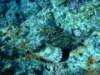 scorpionfish6_small.jpg