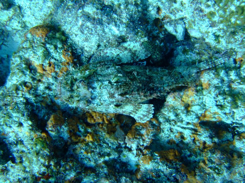 scorpionfish7.jpg