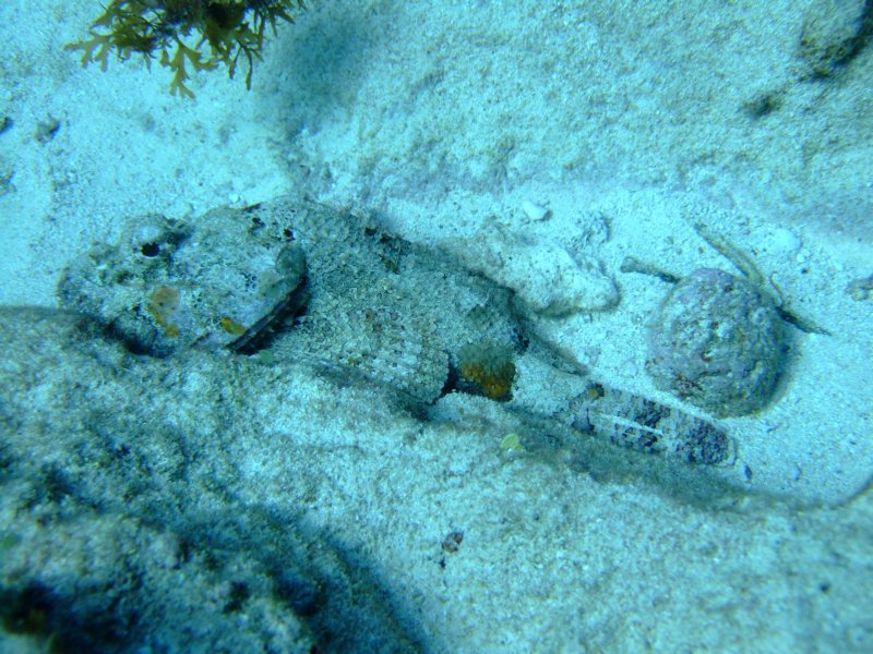scorpionfish8.jpg