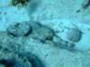 scorpionfish8_small.jpg